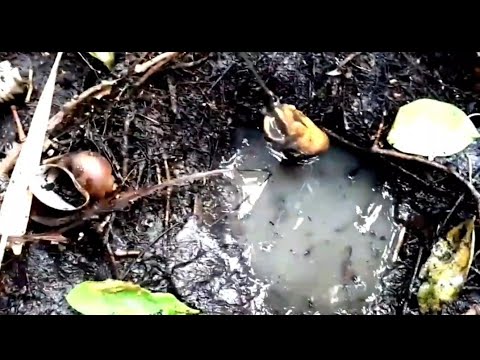 AWALNYA RAGU SPOT KAYA GINI EHH GAK TAUNYA SARANG BELUT BELUT BESAR #belut #mancing #eelcatch