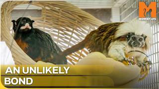 A Lonely Monkey Finds Hope Again Monkey Life Season 16 Episode 6