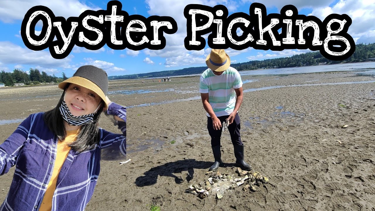 Oyster picking.... - YouTube