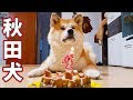 AKITA INU - 4 Years Of Loyalty | Celebrating My Dog's Birthday | 秋田犬