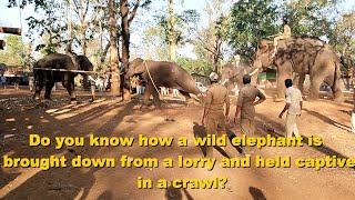 Kumki Elephants v/s Wild tusker