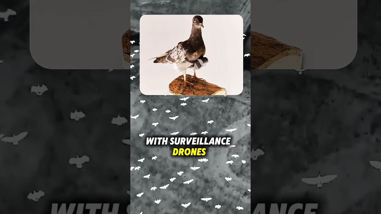 Birds Aren’t Real 🐦🤯 The Truth They Don’t Want You to Know