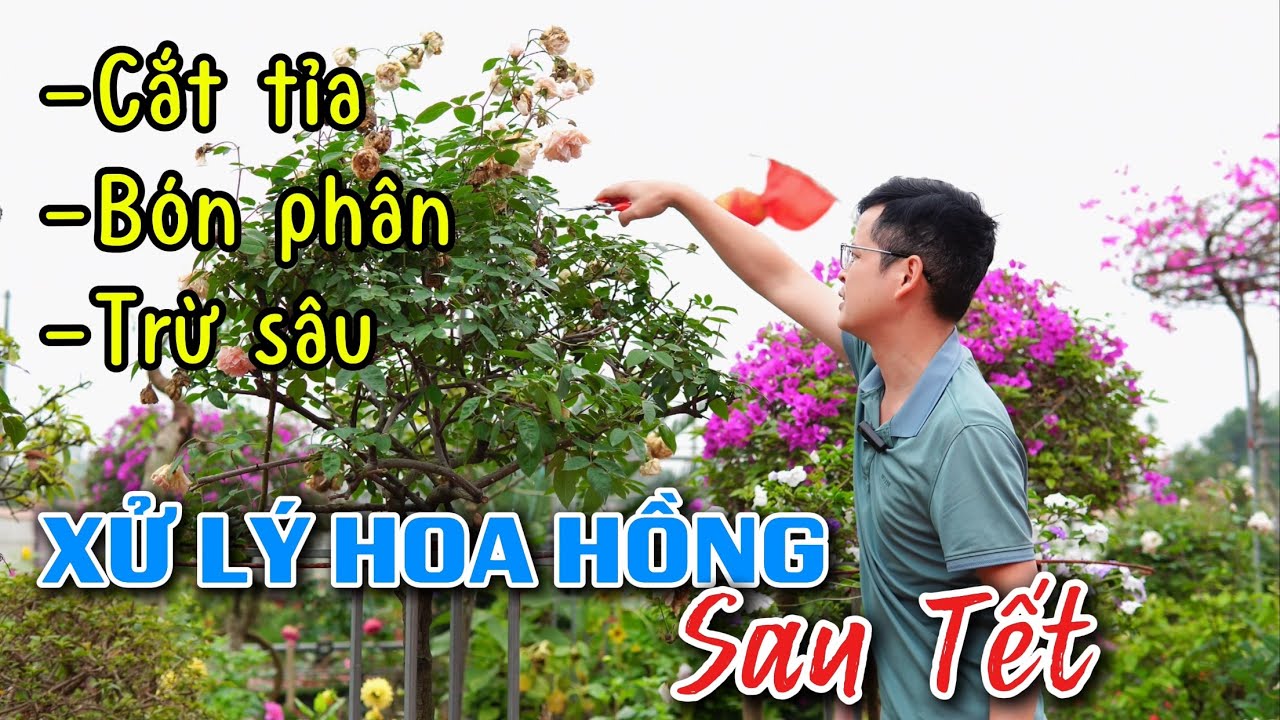 Xử lý cây Hoa Hồng sau Tết từ a-z