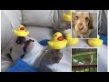 Compilación Animalitos SO cute 🥰(parte2)