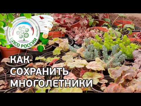 Когда сажать многолетние цветы. Как хранить рассаду многолетних цветов.