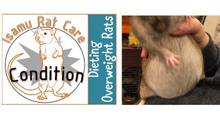 Dieting overweight rats