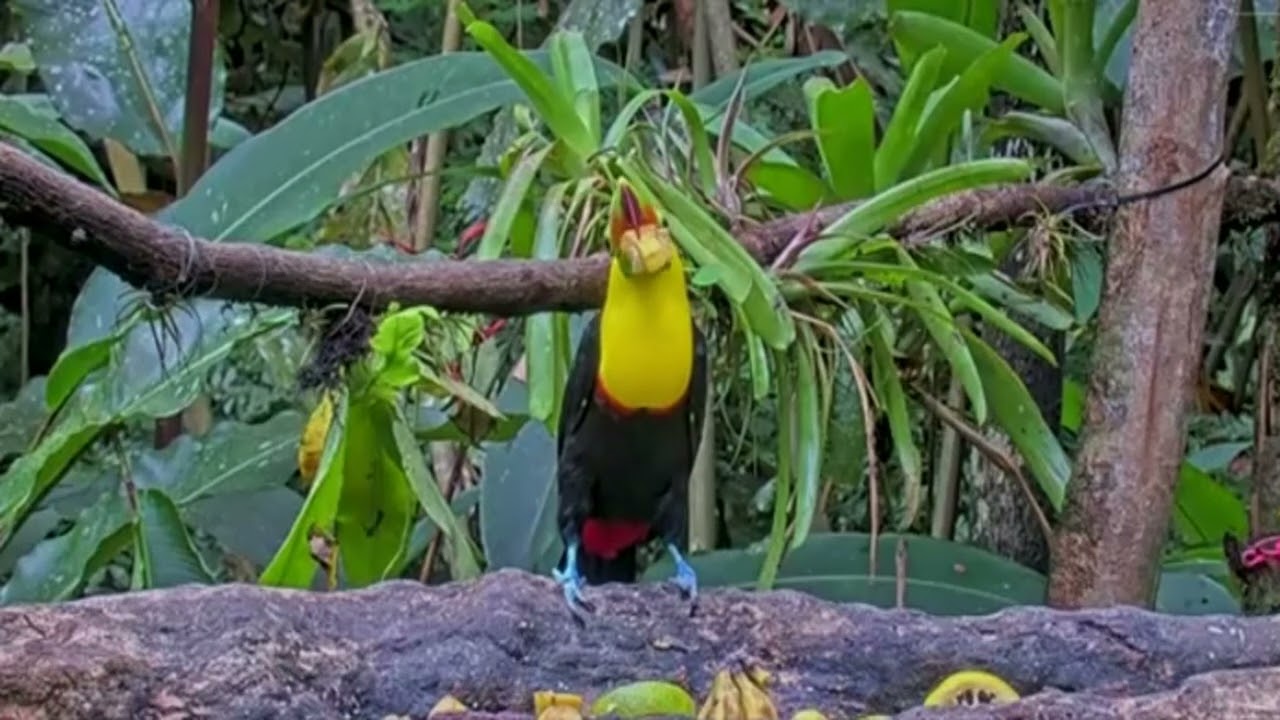 Fruit Feeder Cam PTZ at Canopy Lodge, Anton Valley, Panama, explore.org, October 16, 2024