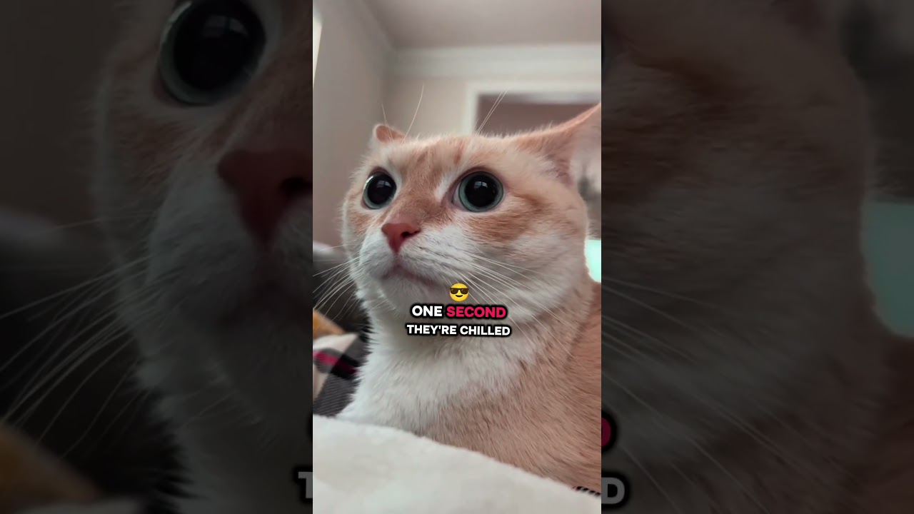 Random cat in the internet  