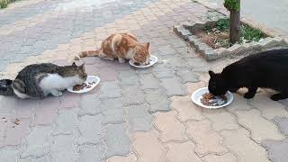 Feeding stray cats campaign