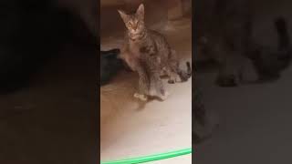 pisty with her Mummy  #cat #viral #trending #smiley #@Smiley_3785 #shortvideo #shorts