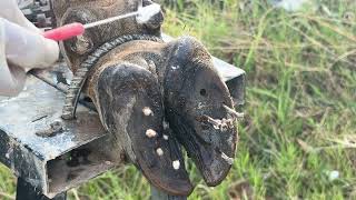 Ep495 Screw with Nails WAS STUCK IN cow's hoof , Cut ,Trim and Cleaning