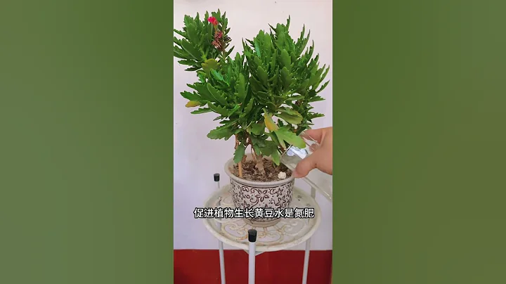 养花五种水 - 天天要闻