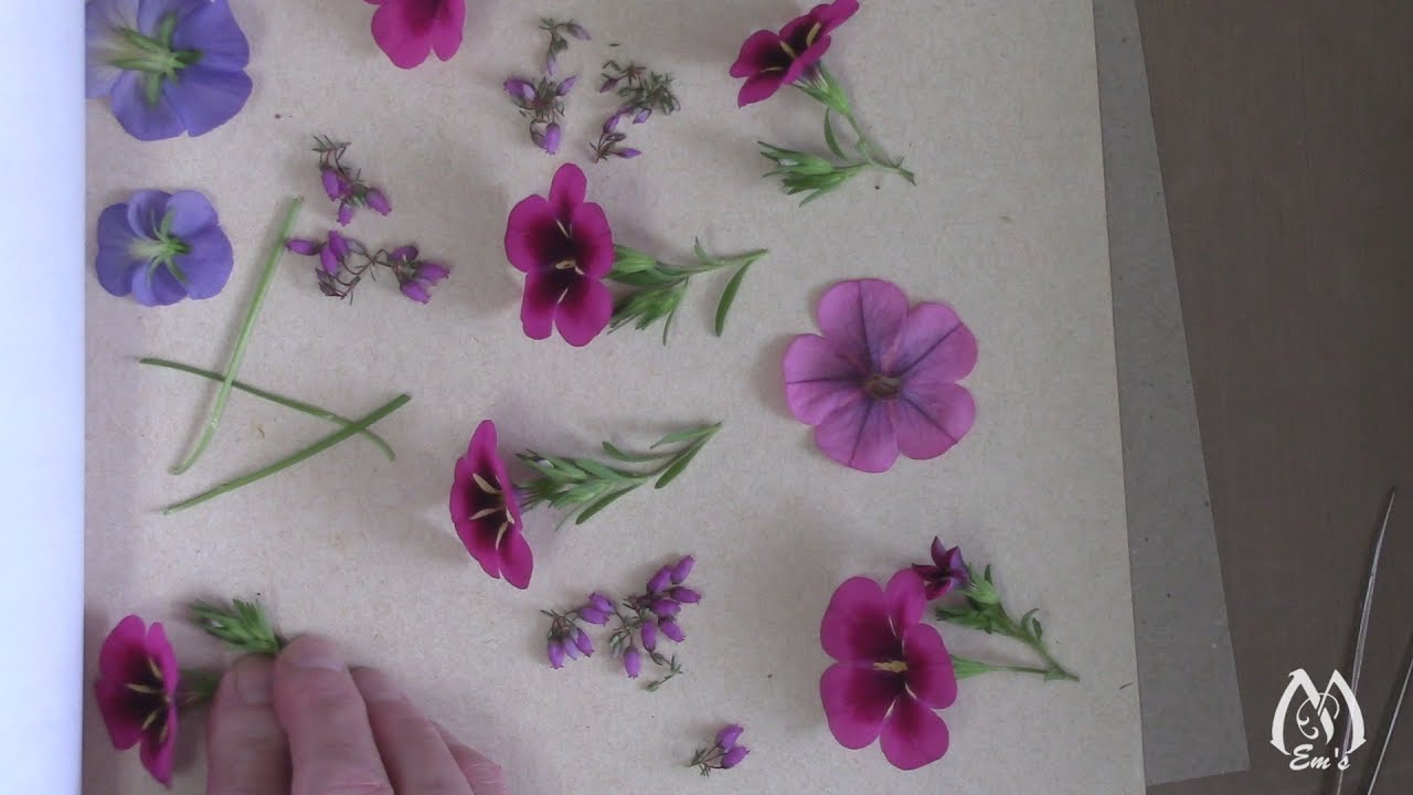 How to Press Flowers: A Guide for Beginners — Paper thin moon