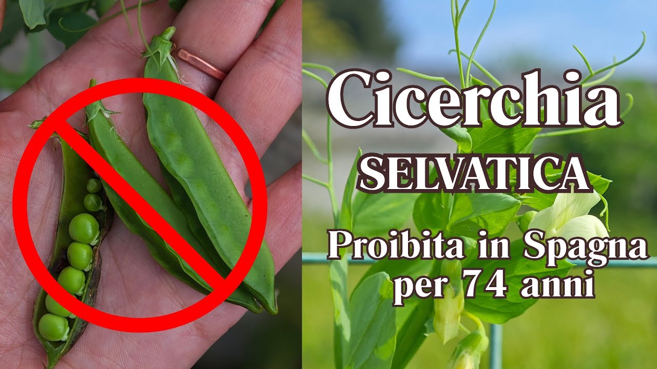La CICERCHIA selvatica: storia, pericoli e segreti di una pianta "Fuorilegge"