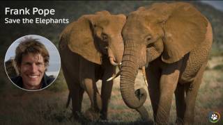 Save the Elephants · Frank Pope · SF Expo 2016(Save the Elephants (STE)—led by renowned elephant expert Dr. Iain Douglas‐Hamilton—serves as a long‐term protector of elephants and as their voice and ..., 2016-12-14T00:25:55.000Z)