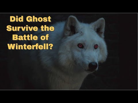 game-of-thrones-season-8-|-did-ghost-survive-the-battle-of-winterfell?