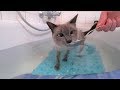 Anleitung: Katze ohne Stress/Zwang ans Wasser & Baden gewöhnen Teil 2: Halb im Wasser (Badewanne)