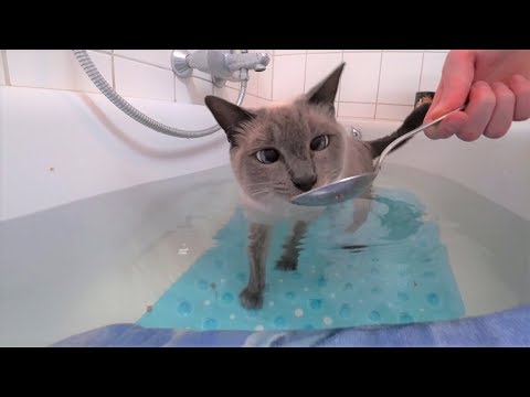 Video: Wie Man Eine Katze In Der Badewanne Wäscht