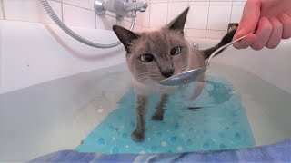 Anleitung: Katze ohne Stress/Zwang ans Wasser & Baden gewöhnen Teil 2: Halb im Wasser (Badewanne)