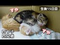 【生後15日目】おっぱいを飲んでみんな一緒で寝る子猫ちゃんたちが可愛すぎる！