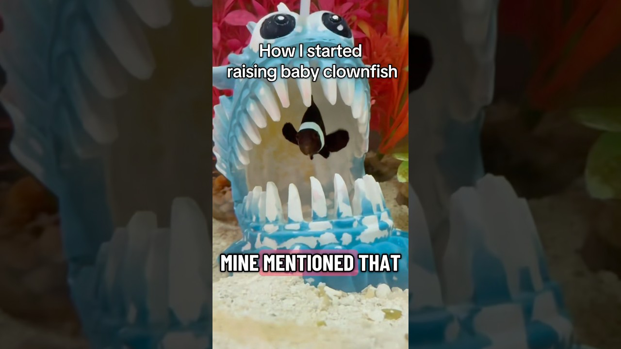 Как я начал разводить рыбу-клоуна