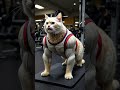 Gym Cat | Crazy Cat at the Gym