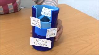 Con sanguíneo hago reventado? un vaso ¿Qué