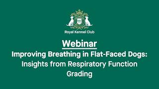 Improving Breathing in Flat-Faced Dogs: Insights from Respiratory Function Grading screenshot 4