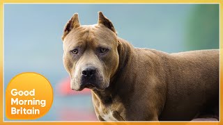 Do We Need To Ban More Dangerous Dogs | Good Morning Britain