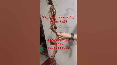 Cặp sâm rừng Lai Châu víp nhất năm, nặng 6 lạng, trăm tuổi, dài 1.1m. Giá 155tr #sâm_lai_châu_rừng