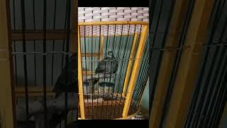 Derkuku terkukur cemani | Derkuku incaran para penghobi #shorts