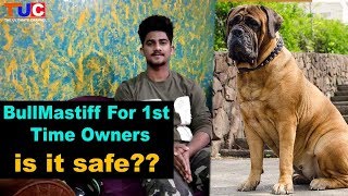 BULLMASTIFF For 1st Time Owner : is it safe?? : TUC