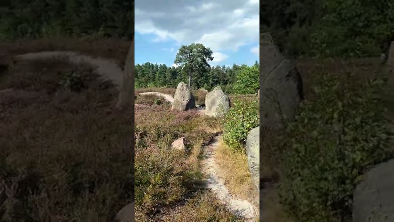 Heideblüte in der Oldendorfer Totenstatt