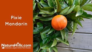 Pixie Mandarin | Naturehills.com