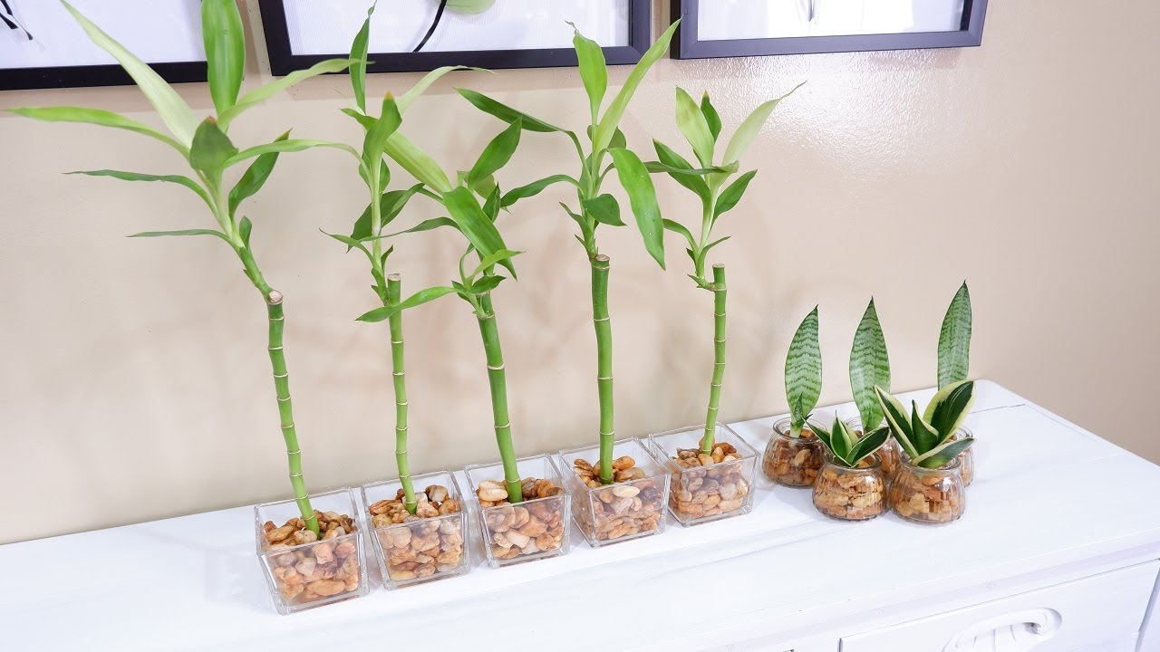 Best Houseplants for Apartments (Snake Plants and Lucky Bamboo Indoor