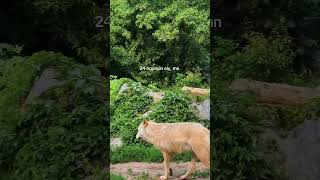 Mini Travel Vlog Of A 24 Hour Trip To Ely, Minnesota.