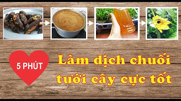 5 PHÚT LÀM DỊCH CHUỐI TƯỚI CÂY CỰC TỐT (13)