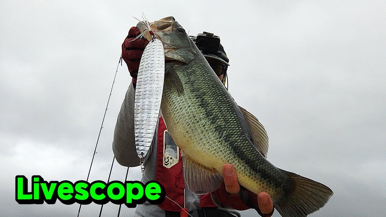 라이브스코프 입문 가이드