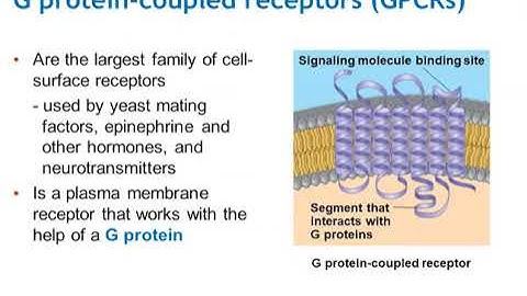 Chapter 11: Cell Communication