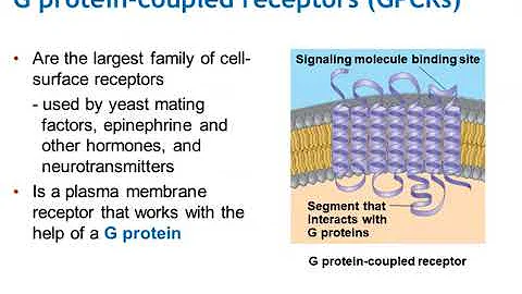 Chapter 11: Cell Communication