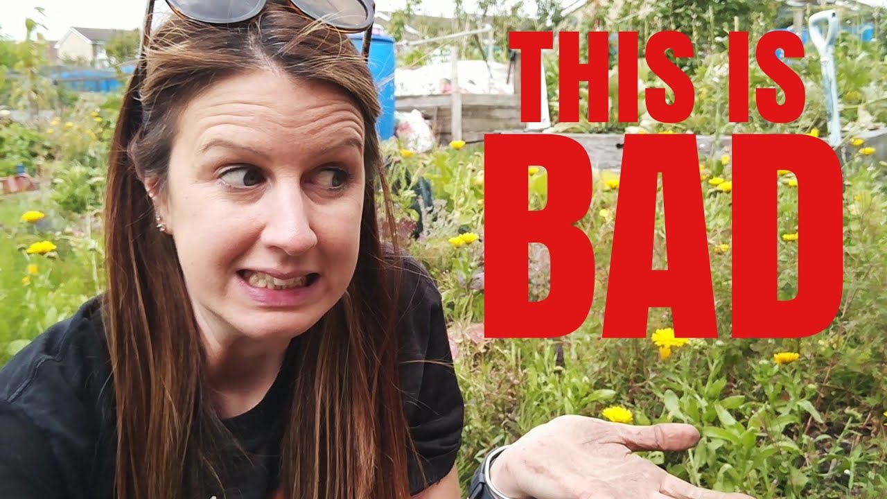 Is This The Worst Allotment Plot Of The Year? Overgrown Allotment Garden Tour