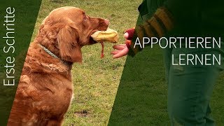 Apportieren erste Schritte ► Wie du deinem Hund Apportieren lernen kannst