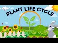 The Amazing Life Cycle of Plants