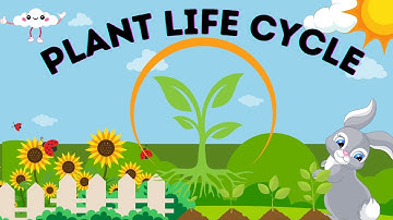 Plant Life Cycle Stages// Learning Life Cycle// Educational Videos For Kids.