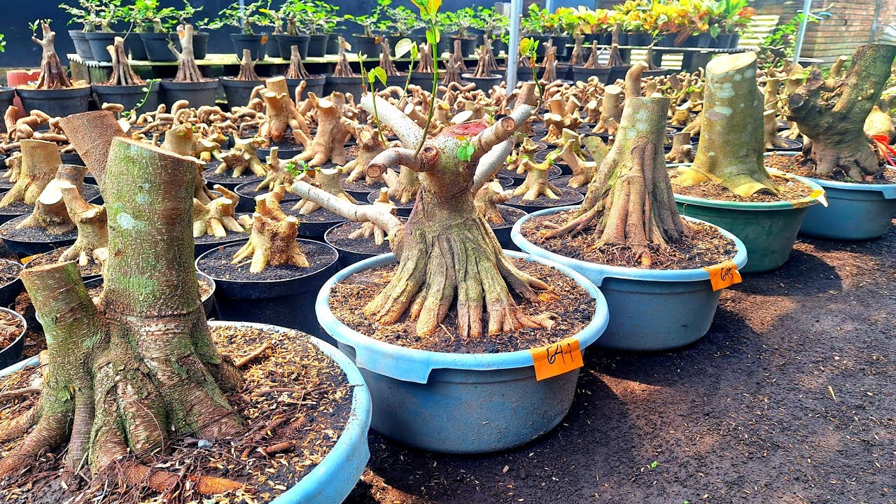 Review Berbagai Jenis Murmer Harga Bonsai WaO8533O175237 (BP Lumanjang)