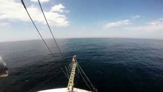 Monster Swordfish Haring