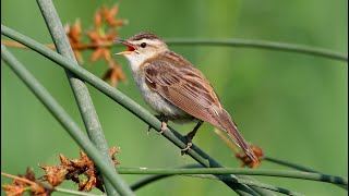 Концерт (пение) камышевки-барсучка. Acrocephalus shcoenobaenus. Птицы Беларуси.