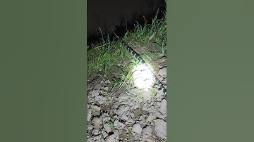 Cạp nia bắc cực độc  #kingkobra #animals #cobrasnake