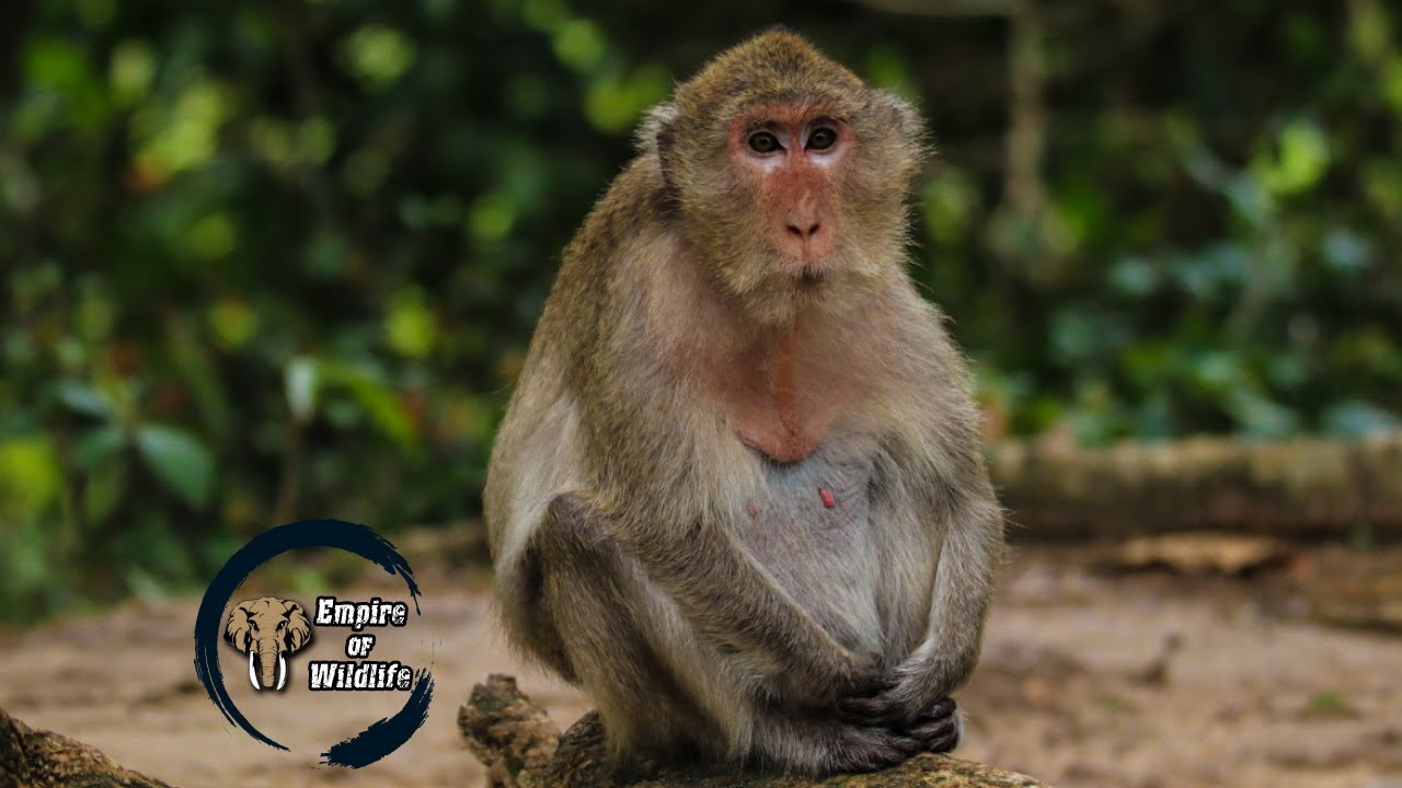 Long-tailed macaque | Crab-eating macaque | Monkey