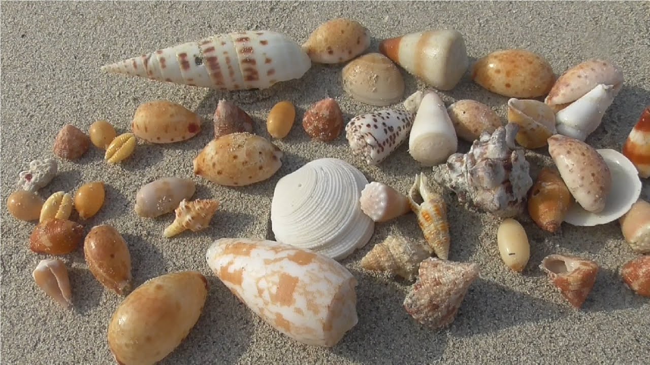 world of miniature snail shells - YouTube